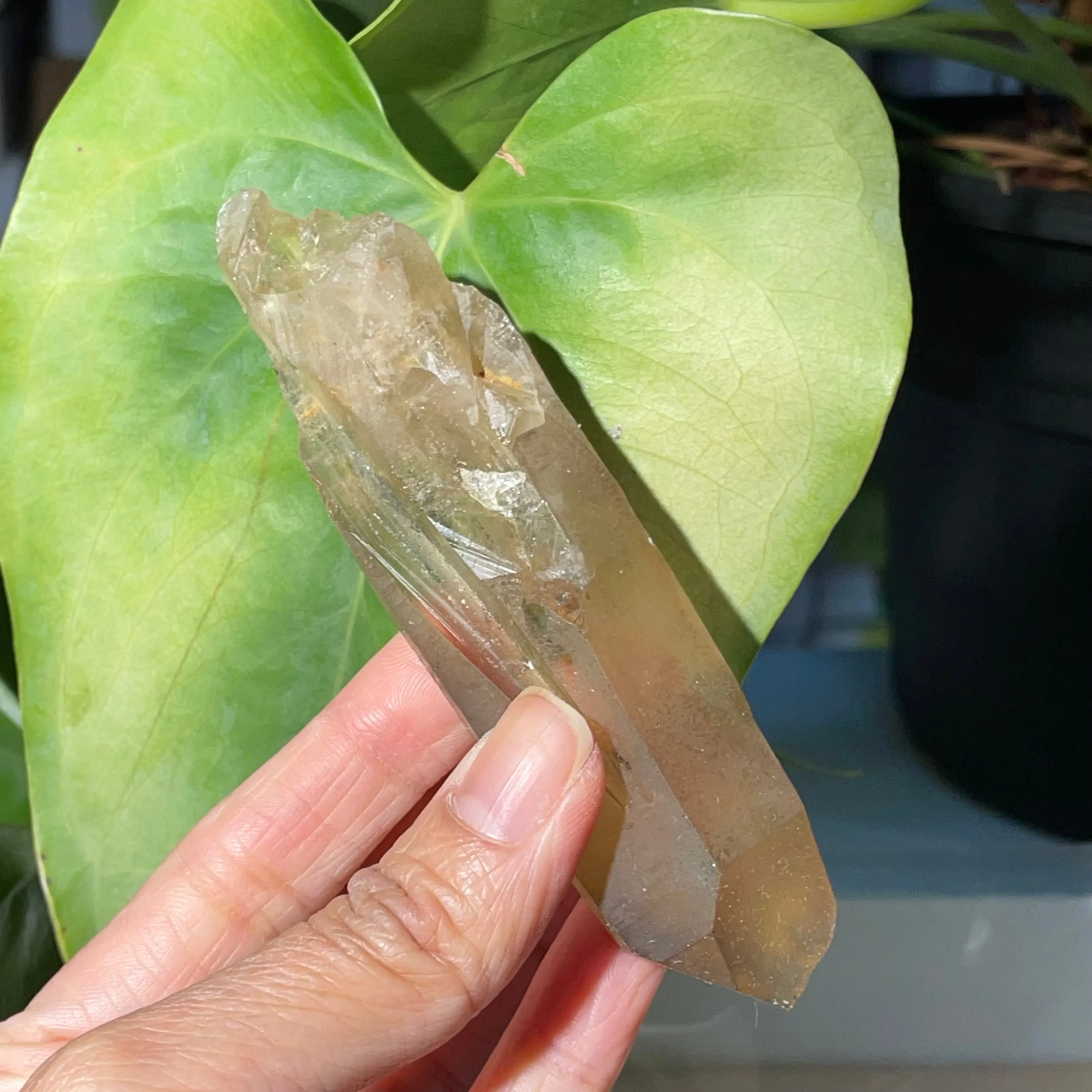 18 Pieces of Natural Zambian Citrine, Wholesale Flat