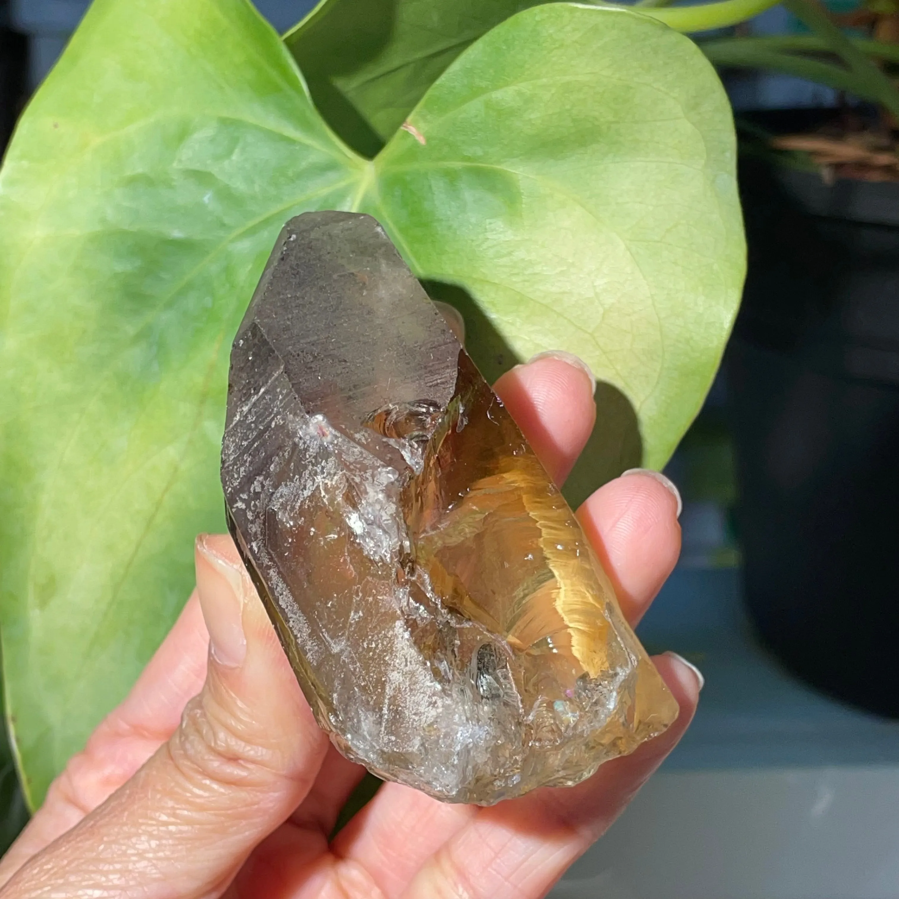 18 Pieces of Natural Zambian Citrine, Wholesale Flat