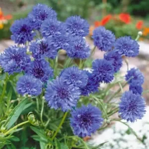 Cornflower Seeds 'Blue Diadem Flower'