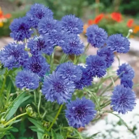 Cornflower Seeds 'Blue Diadem Flower'